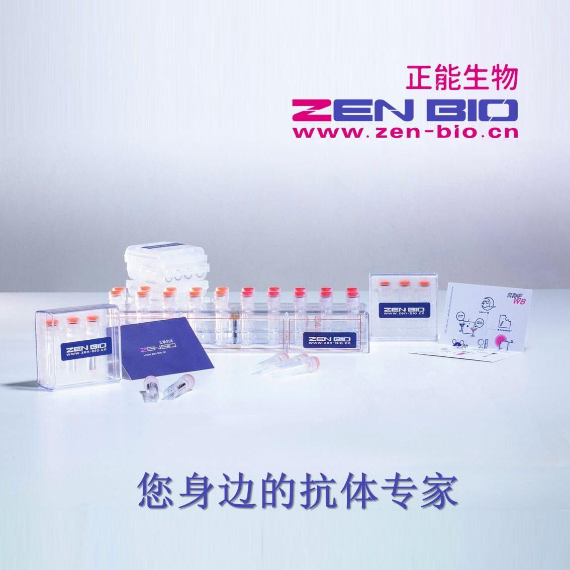 Zenbio beta Actin内参抗体价格_品牌:正能生物ZENBIO-丁香通