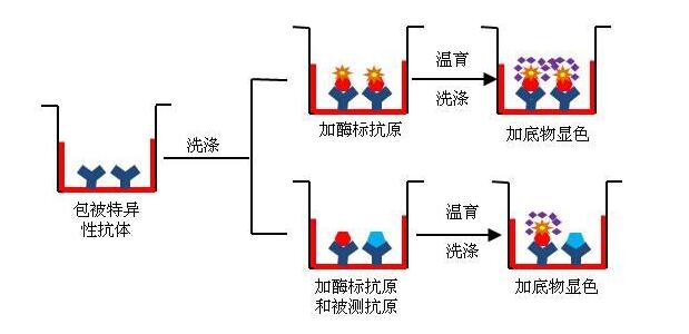 FOR Alpha-2-macroglobulin ELIS