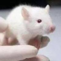 Mouse皮下移植瘤