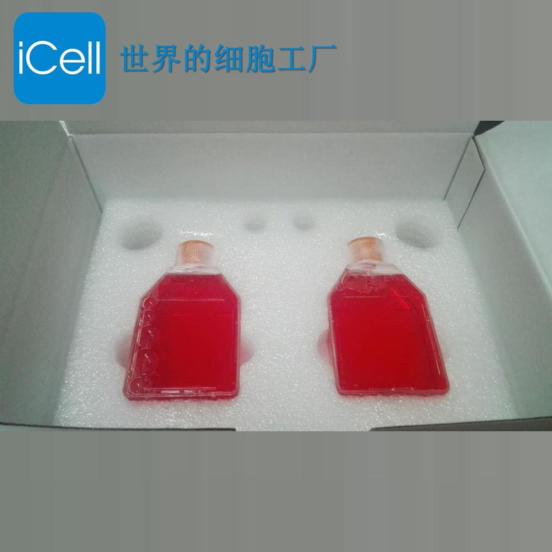 原代细胞/细胞系