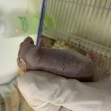 裸鼠肝原位瘤药效评估