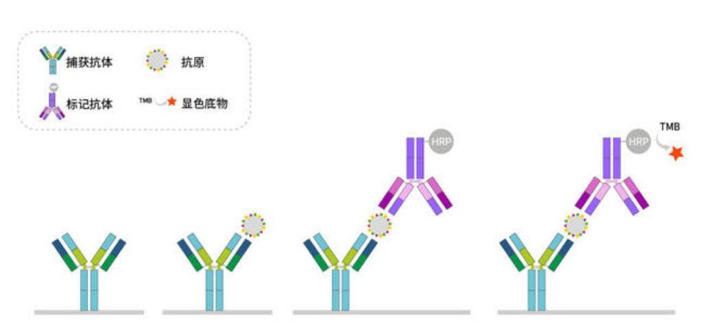 FOR Alpha-2-macroglobulin ELIS