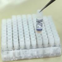 兔肝微粒体  Rabbit Liver microsomes