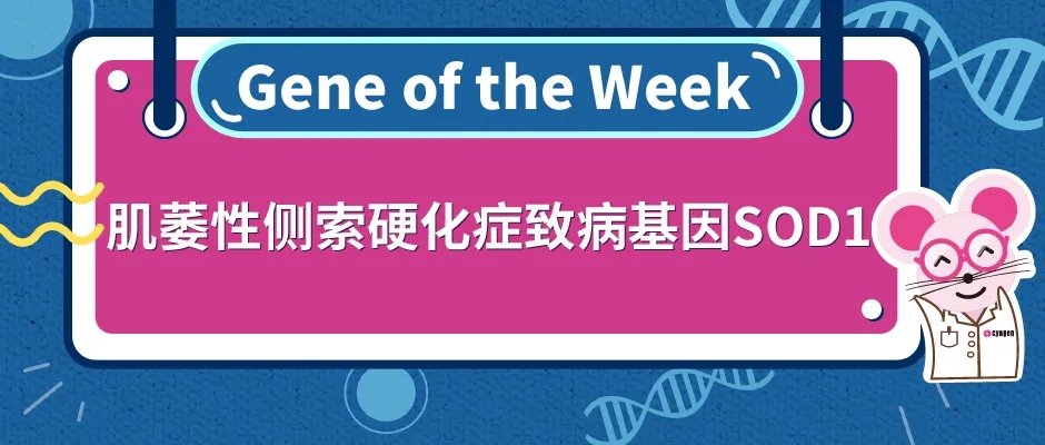肌萎性侧索硬化症致病基因SOD1