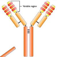 三代单细胞免疫组库测序
