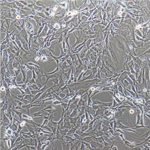 CYNOM-K1（食蟹猴皮肤细胞）