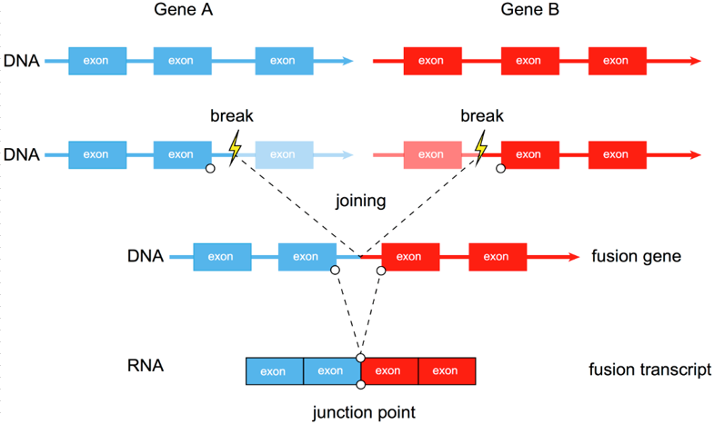 Lexogen Quantseq Flex丨让RNA融合检测更简单！