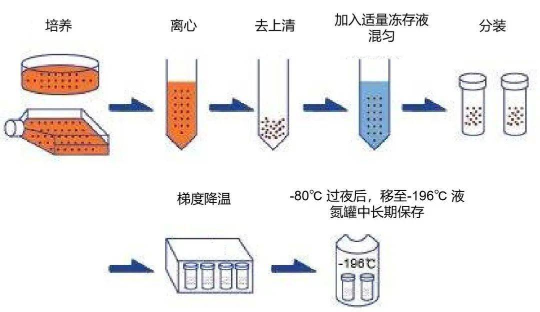 细胞冻存选对冻存工具才是王道