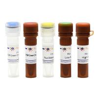 BeyoFast™ SYBR Green One-Step qRT-PCR Kit