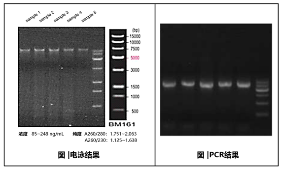 【案例分享】稳定输出,样本 DNA 提取结果不再靠玄学