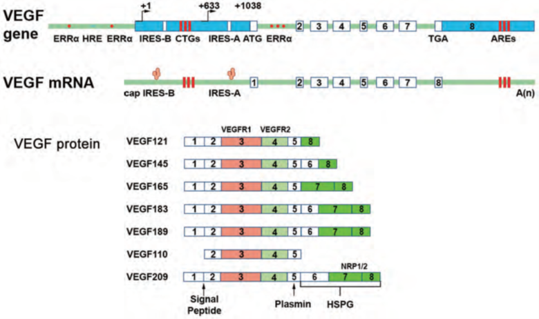 VEGF家族：隐藏的强者