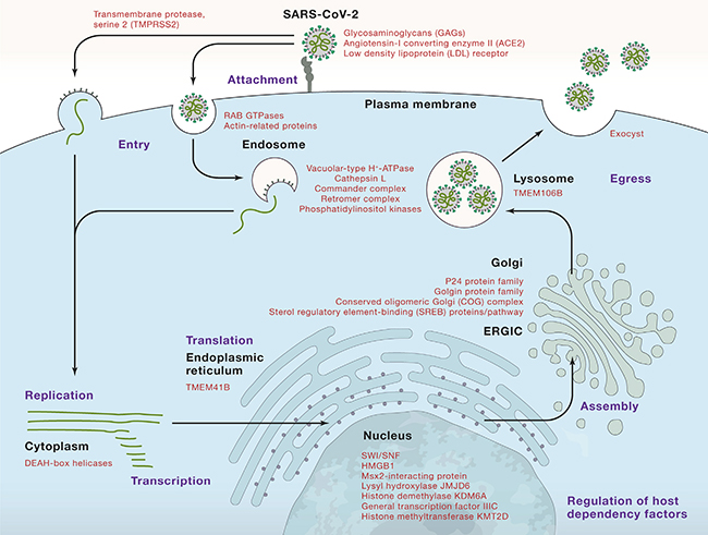Cell：2021开年第一期，全面聚焦新冠病毒