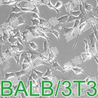 BALB/3T3 clone A31[Balb/c3T3;Balb/3T3-4-Cl31;3T3 clone A31;BALB 3T3 clone A31;B/C3T3;3T3-A31;3T3(A31)]小鼠胚胎成纤维细胞