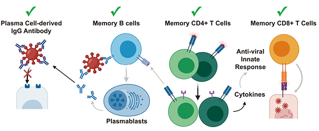 Cell：2021开年第一期，全面聚焦新冠病毒