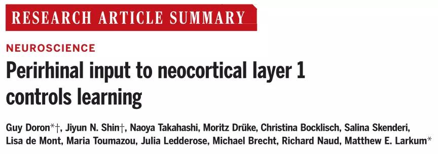 【文献解读】转眼就忘了？如何把短期记忆变成长期记忆—— 鼻周皮层到新皮层第一层的投射调节学习记忆