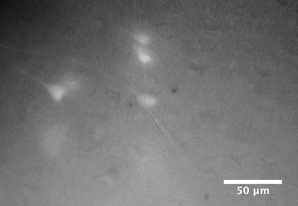 CoolLED pE-4000用于体外电生理学的落射荧光成像与光遗传学刺激