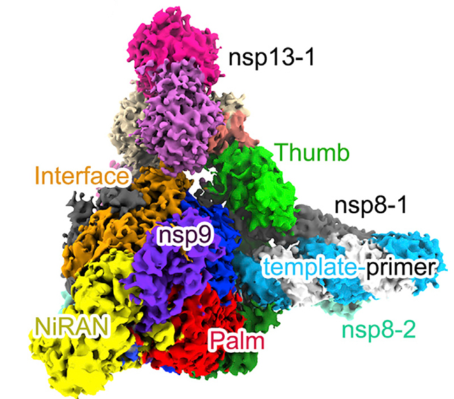 Cell：2021开年第一期，全面聚焦新冠病毒