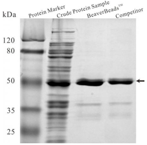 His-tag蛋白纯化磁珠
