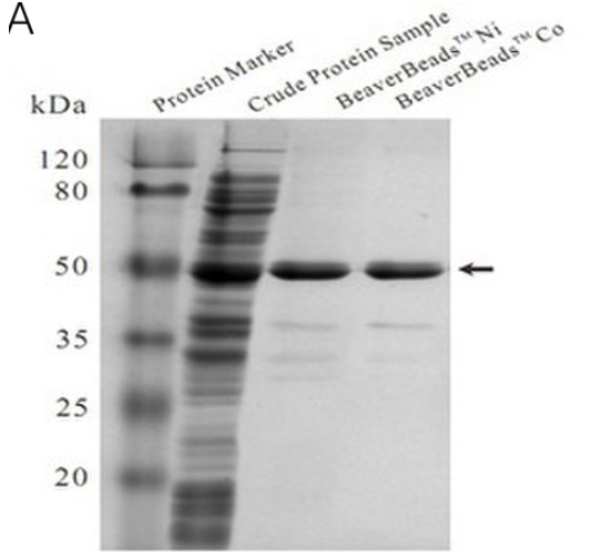 His-tag蛋白纯化磁珠