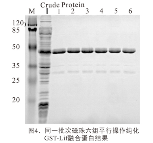 GST融合蛋白纯化磁珠