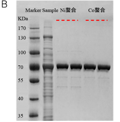 His-tag蛋白纯化磁珠