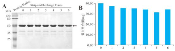 海狸His-tag蛋白纯化磁珠