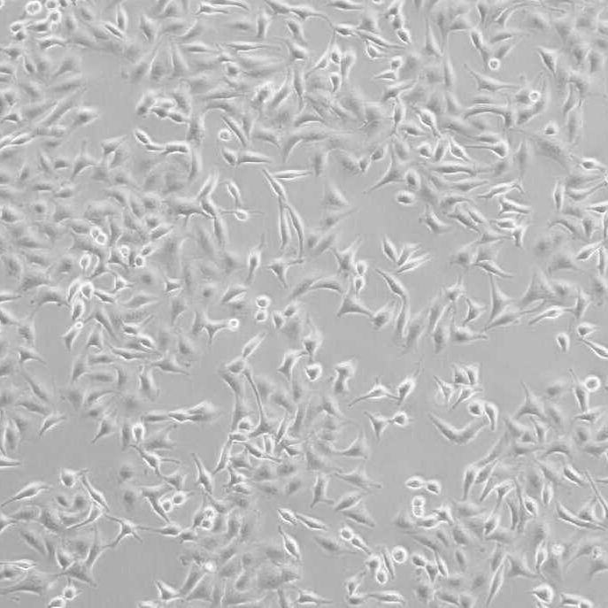 NR8383大鼠肺泡巨噬细胞实验