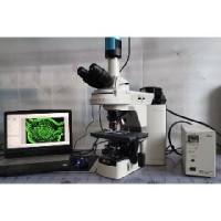 二手尼康80i正置三色荧光显微镜