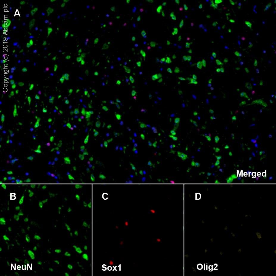 Anti-NeuN抗体[EPR12763] - Neuronal Marker 