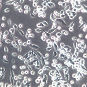 L1210 小鼠白血病细胞实验