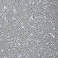 人骨髓间充质干细胞