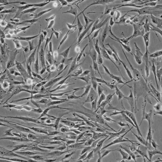 C2C12小鼠成肌细胞实验