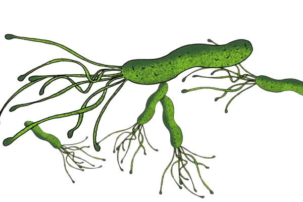 有无幽门螺杆菌（Helicobacter pylori）感染？快速染色试剂盒带你见分晓