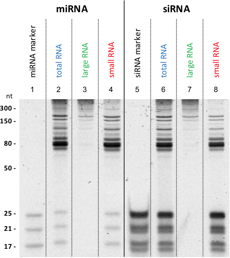 Lexogen SPLIT RNA Extraction