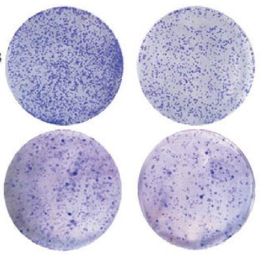 上海平板克隆形成实验