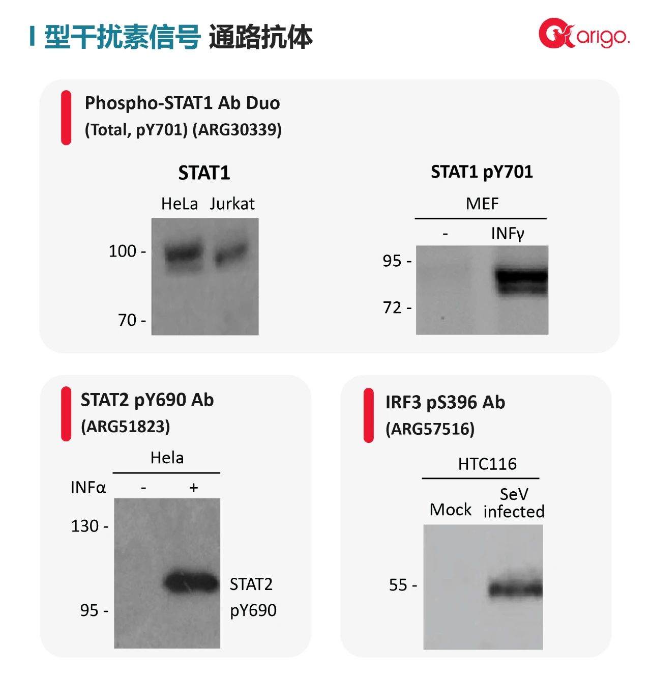 【Nat Commun】 2021 年 arigo 高分文献