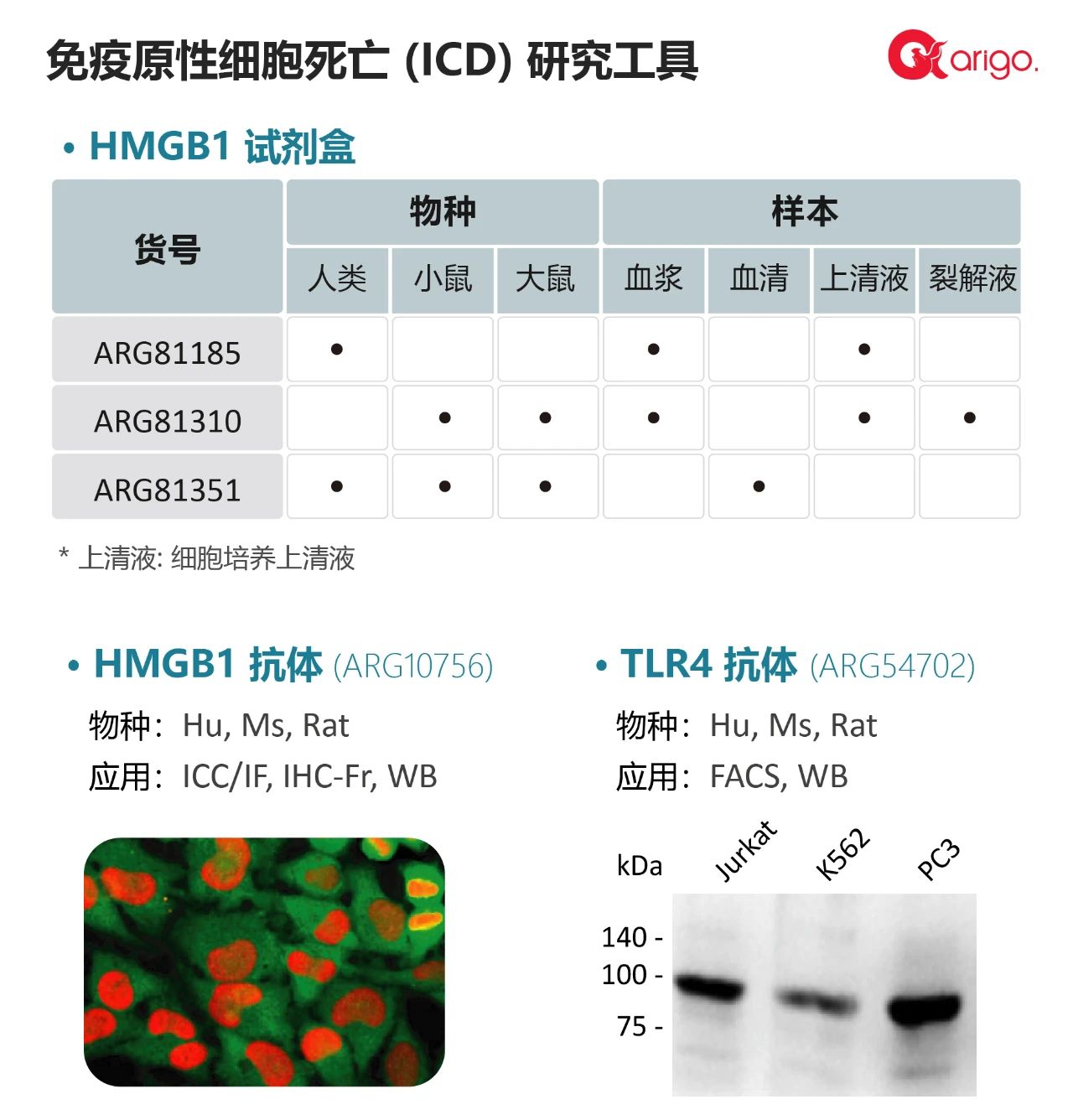 【Nat Commun】 2021 年 arigo 高分文献