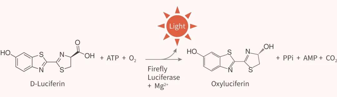 D-萤光素 Protocol 在手，生物发光检测无忧！