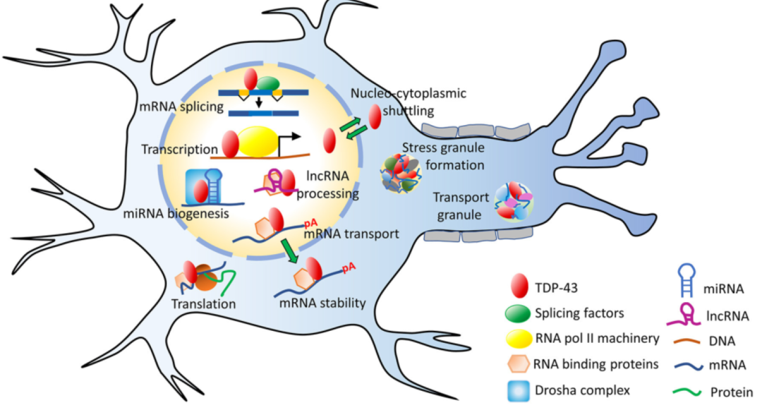 神经退行性疾病致病基因之TARDBP