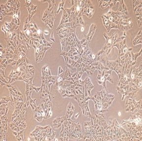 BT-20乳癌细胞实验