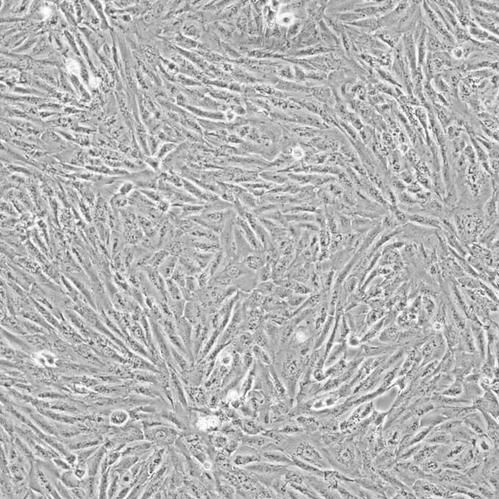 SH-SY5Y人神经母细胞瘤细胞实验