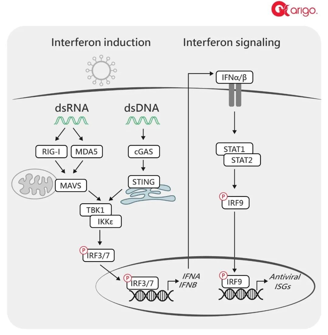 【Nat Commun】 2021 年 arigo 高分文献