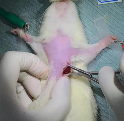 大小鼠急性心梗、心肌缺血再灌注