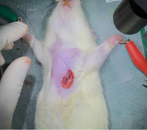 大小鼠急性心梗、心肌缺血再灌注