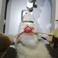 大鼠颅骨骨缺损、下肢骨缺损、骨折动物模型