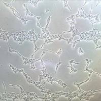 NRC-5人胚肺细胞实验