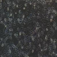 CRL-9444 MeT-5A人膜间皮细胞实验