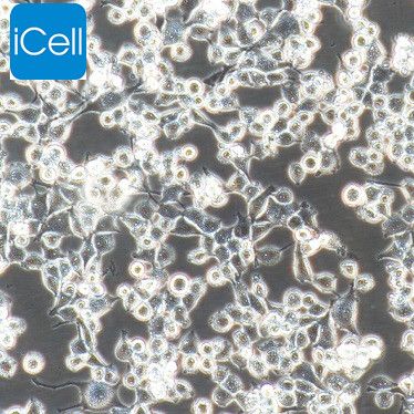 RSC96 大鼠雪旺细胞/种属鉴定/镜像绮点（Cellverse）