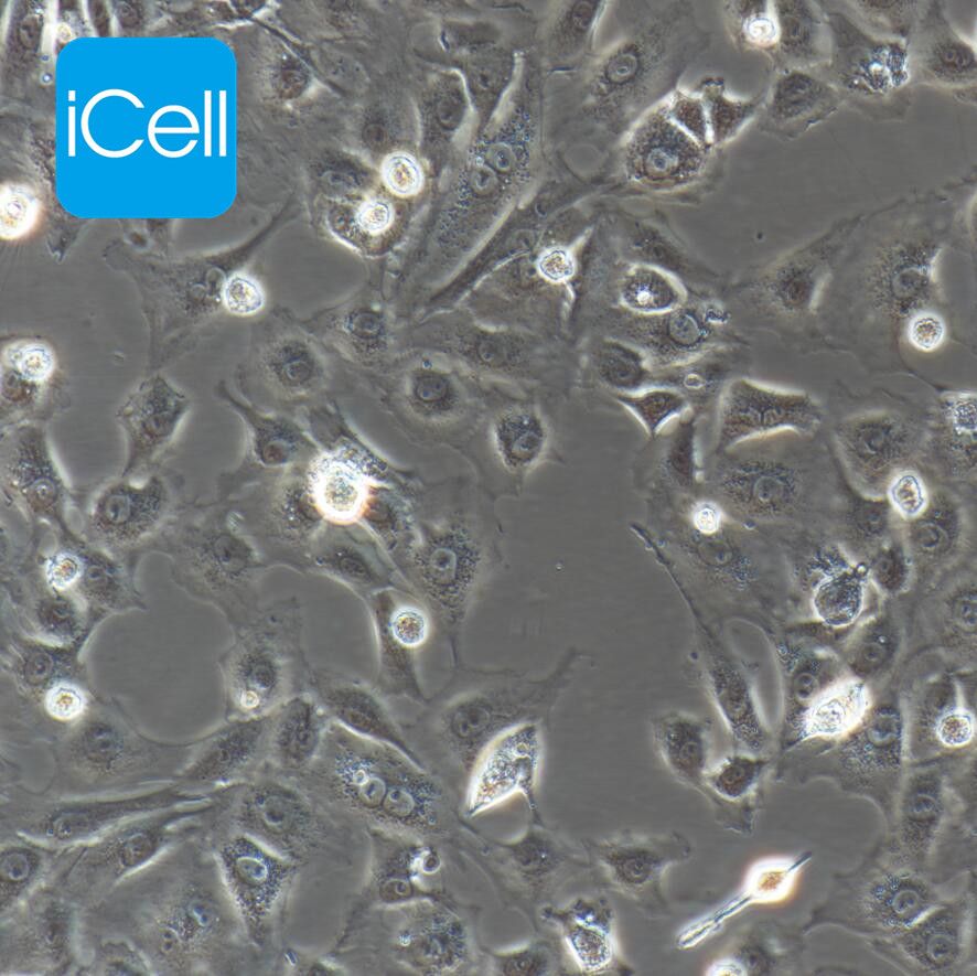 BRL-3A 大鼠肝细胞/种属鉴定/镜像绮点（Cellverse）