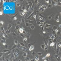 BRL-3A | BRL-3A细胞 | BRL3A细胞 | BRL3A | 大鼠肝细胞 | 种属